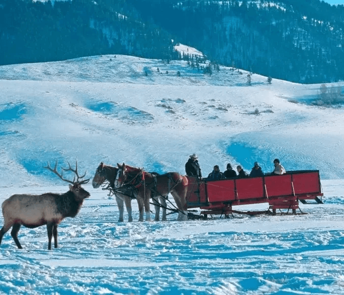 A group of people in a horse-drawn open carriage in the middle of a field, an Elk can be seen standing off to the side