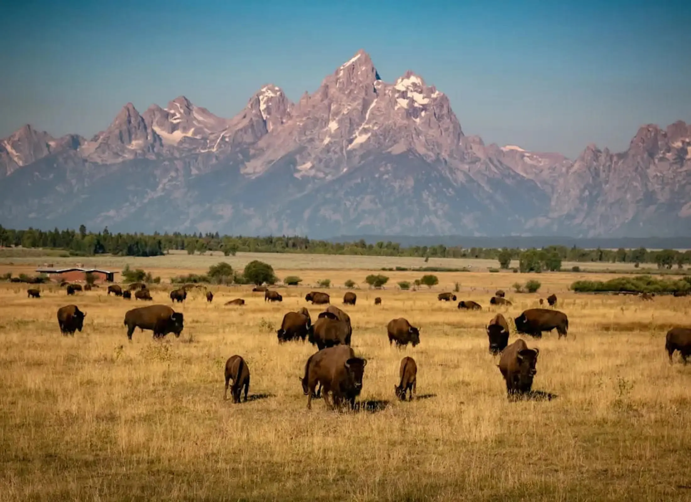 A photo of a herd of bison in a field backdropped by the Tetons