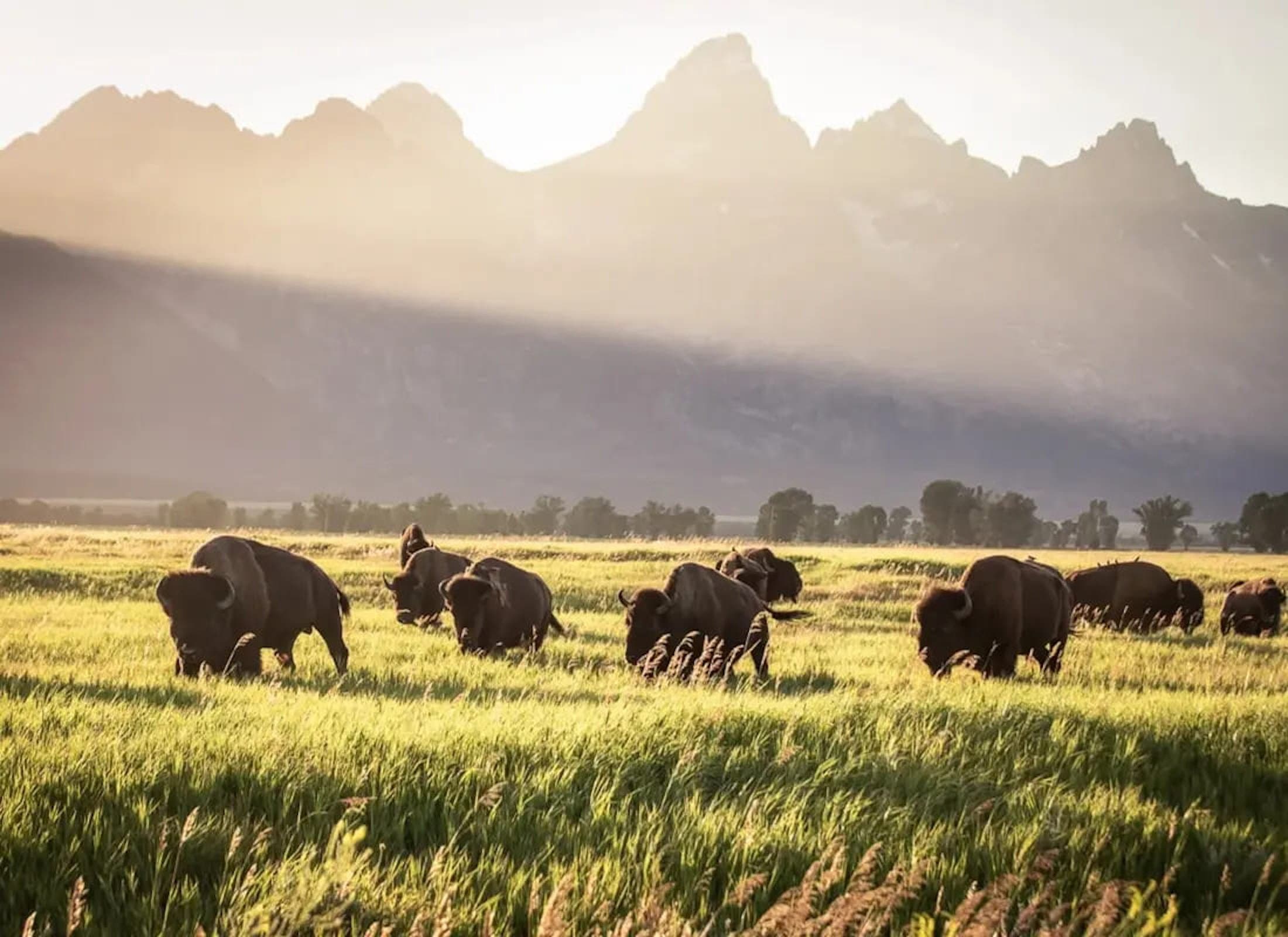 A photo of a herd of bison grazing in a field in early morning