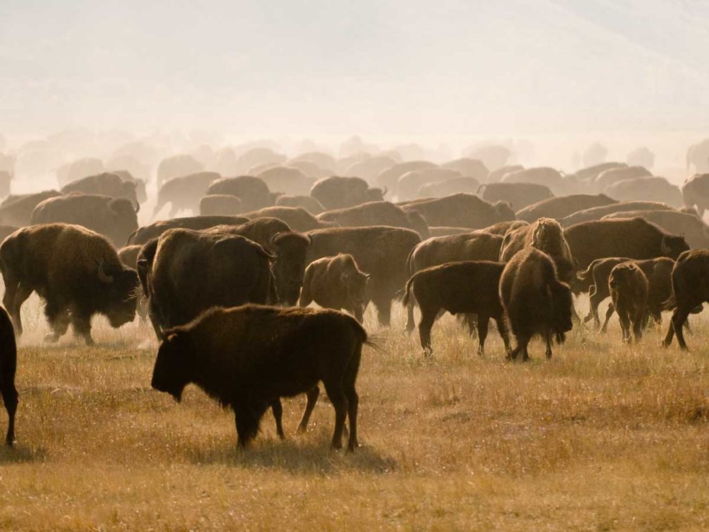 Bison herd