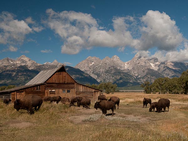 Bison in a field by an old barn.