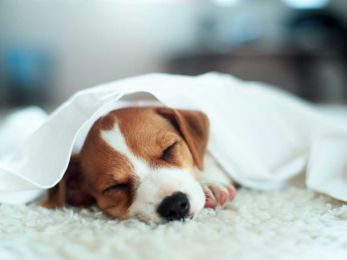 Dog under a blanket.