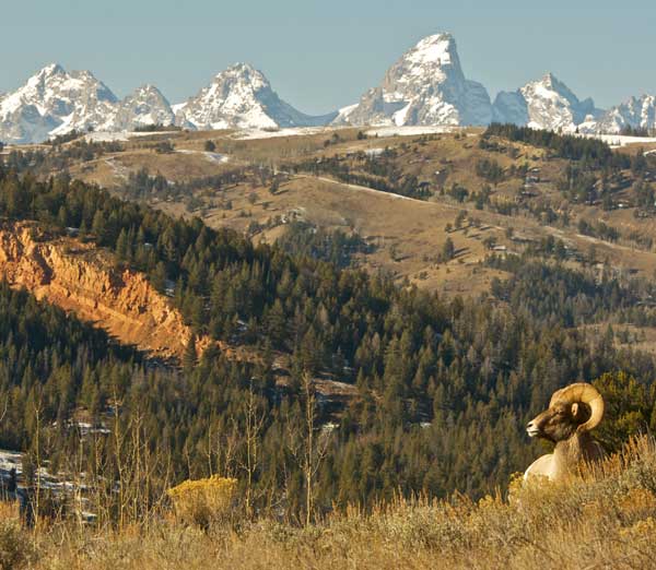Bighorn And Tetons