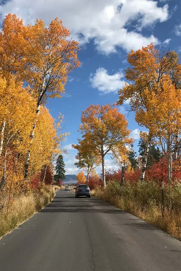 Road Fall COLORS