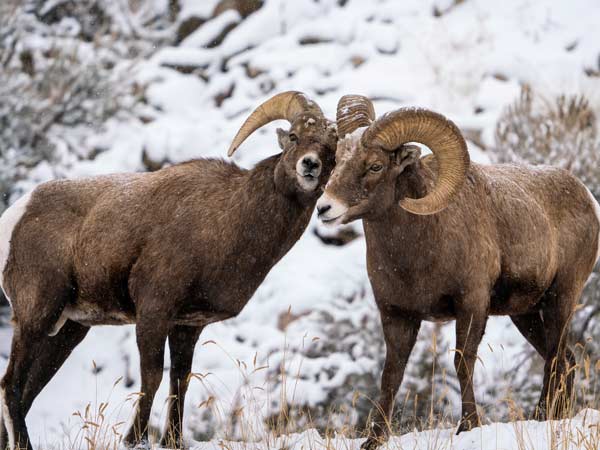 Big Horn Sheep In The Tetons.