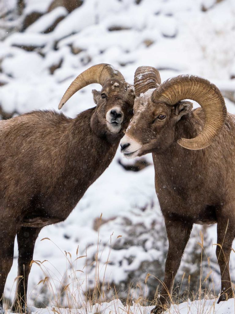 Big Horn Sheep In Jackson Hole.