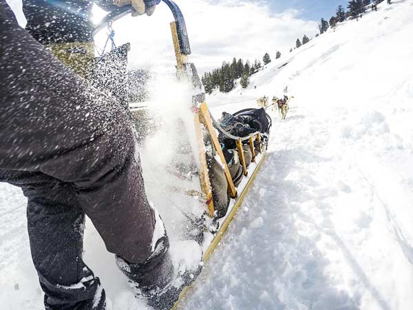 Person On A Dog Sled In Jackson Hole.