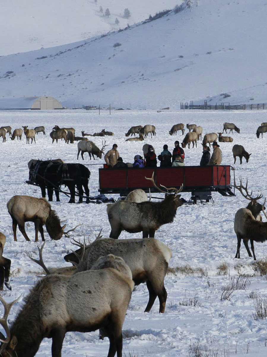 Elk Refuge In Jackson Hole.