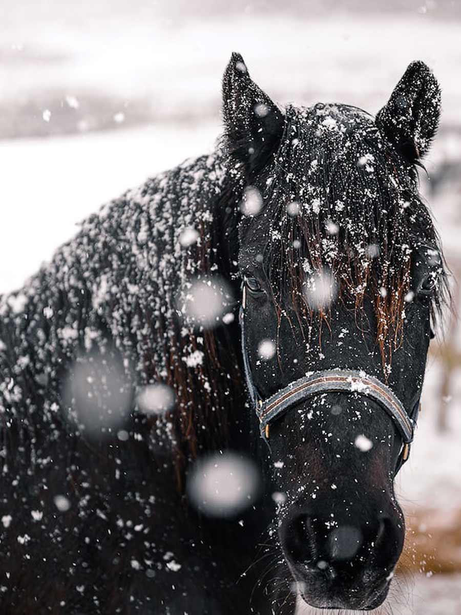 Horse In The Snow.