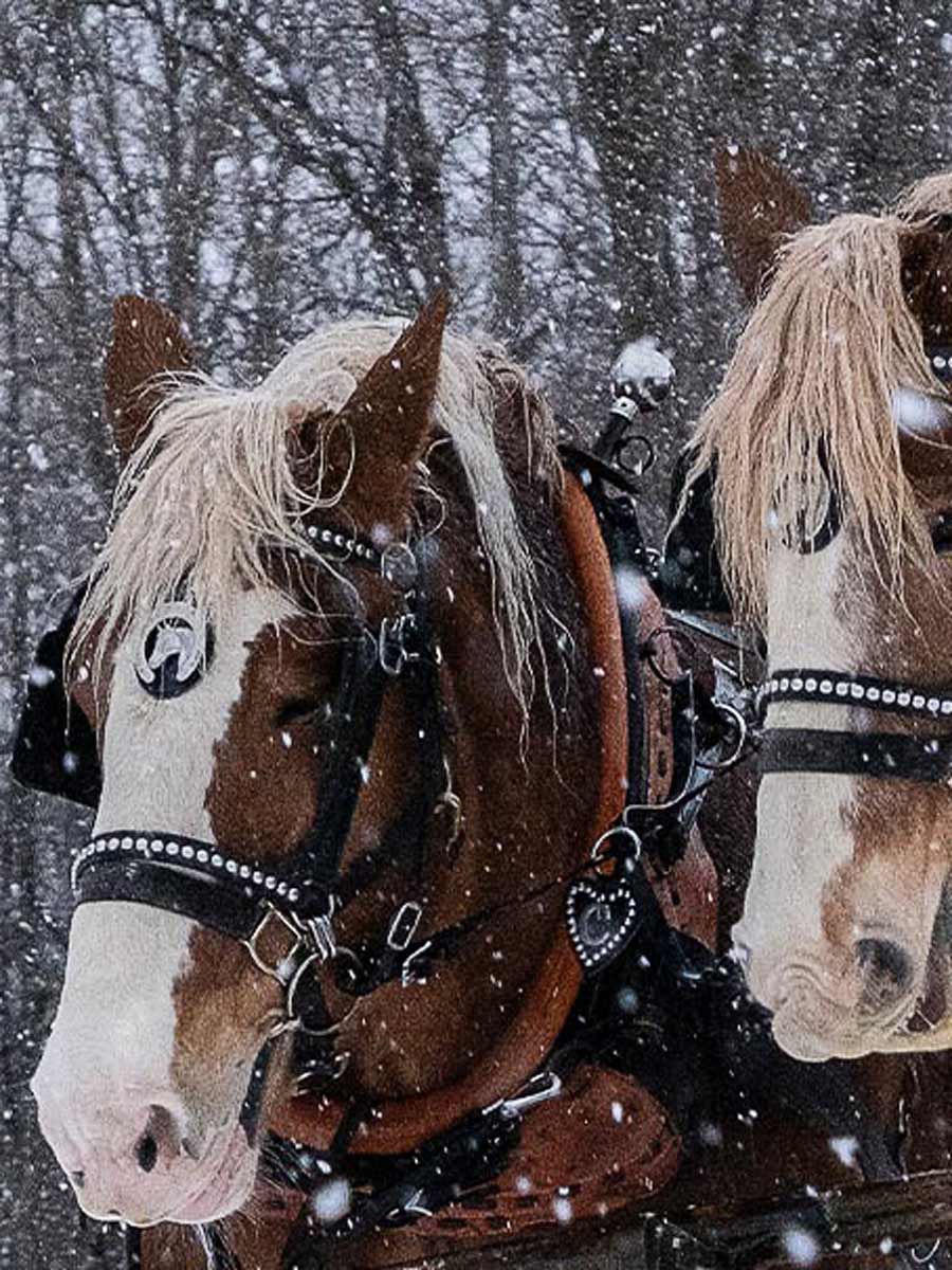 Sleigh Ride In Jackson Hole.