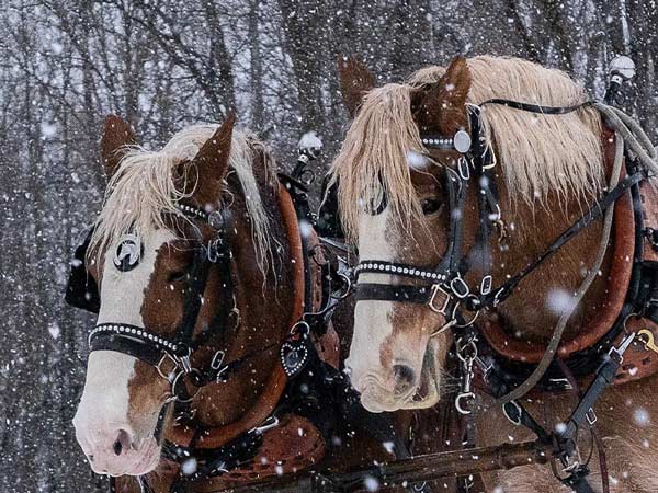 Sleigh Ride Horses.