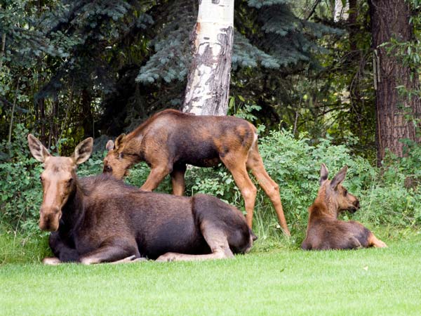 Moose Family.