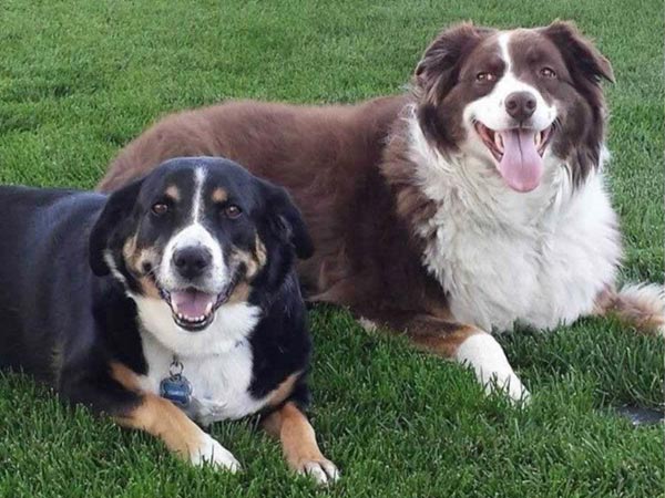 two dogs on the lawn