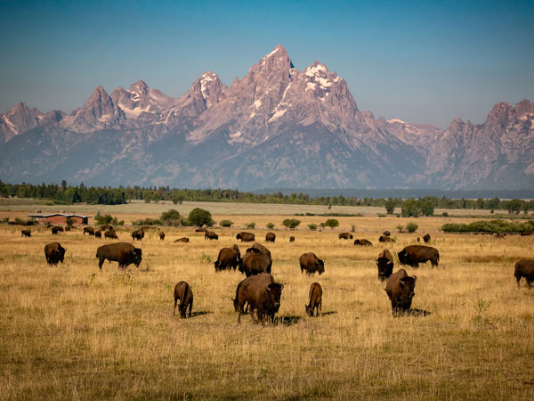 Bison By The Tetons.