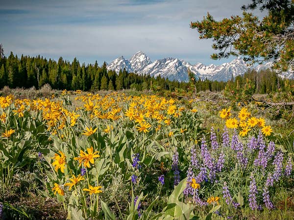 Wildflowers.